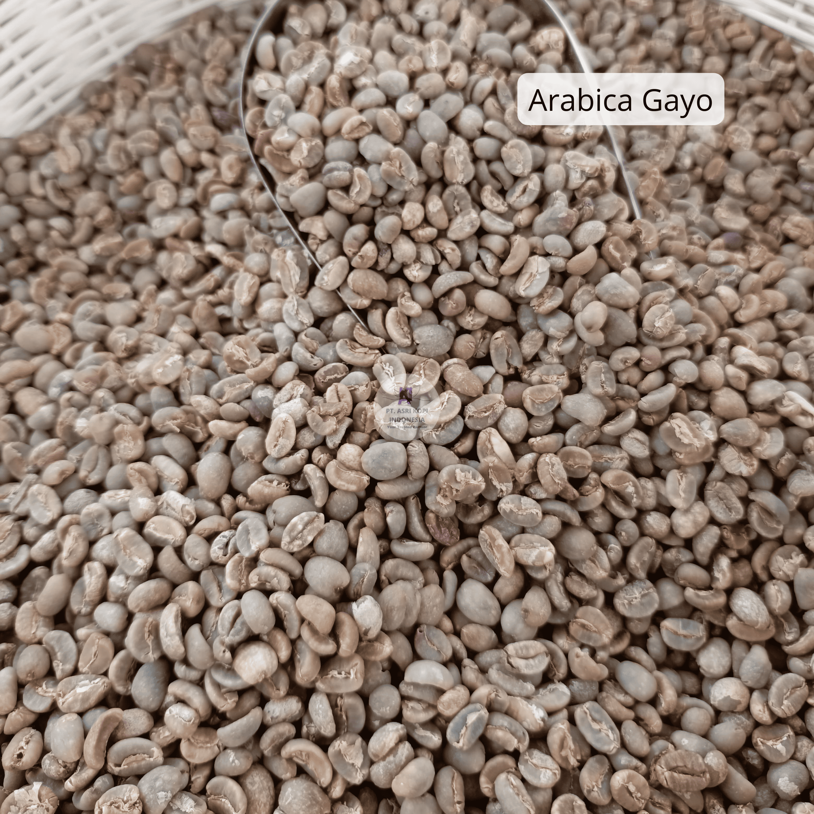Green Beans Robusta Gayo Grade 1